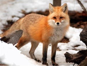 A moment of nature connection with a fox
