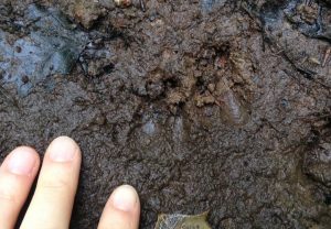 Animal print in mud