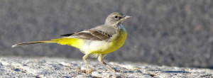 Grey wagtail