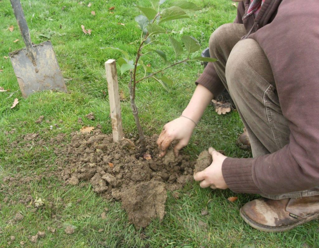 planting a tree