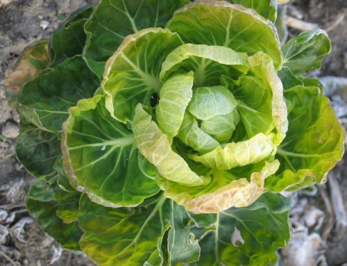 How to use Biochar