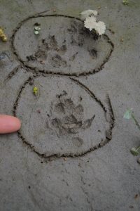 animal tracks in mud