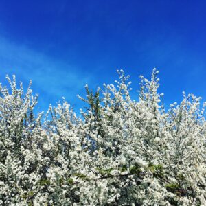 Blackthorn blossom