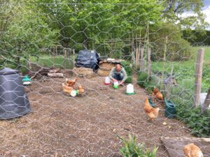 Free range chickens