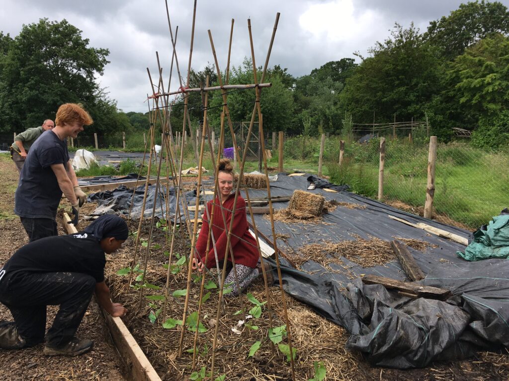 Volunteers plant beans