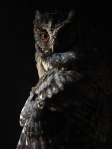 Owl