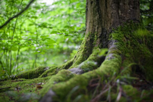 tree with large roots