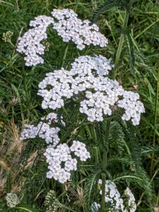 Yarrow