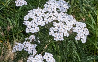 Yarrow