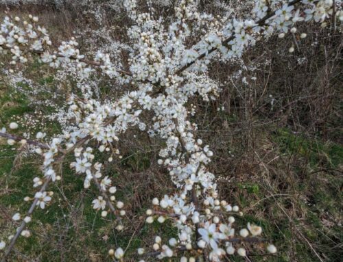 Froth on the Landscape – Blackthorn
